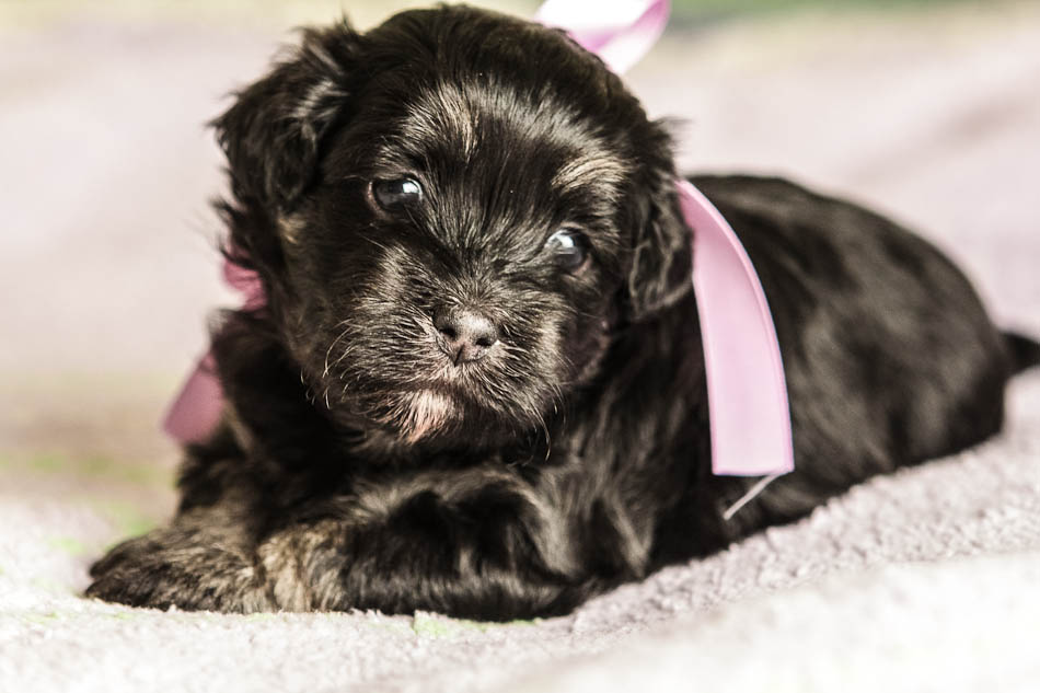 Duchess1-black-and-tan-havanese-puppy