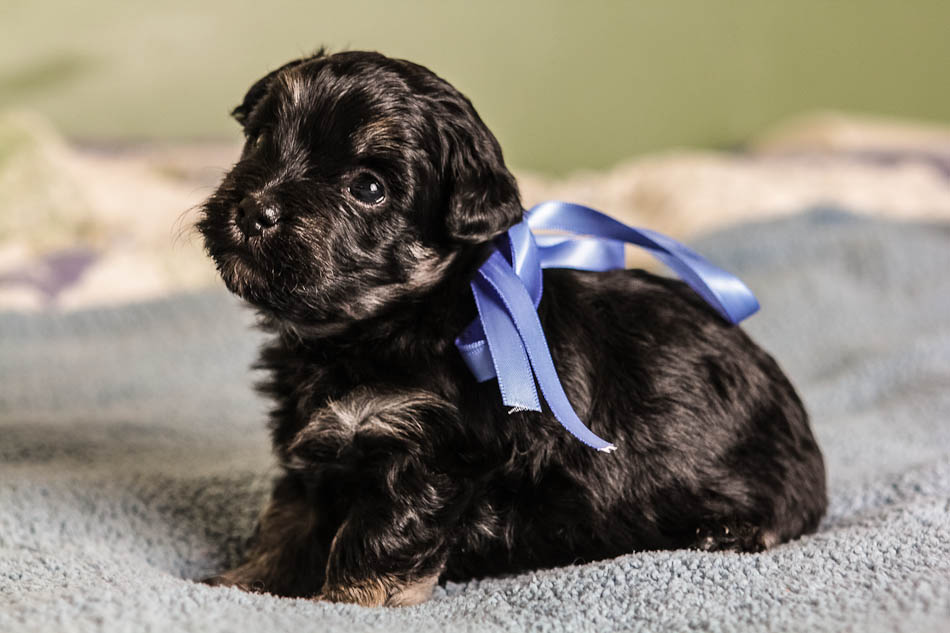 Duke1-havanese-puppy-black-and-tan