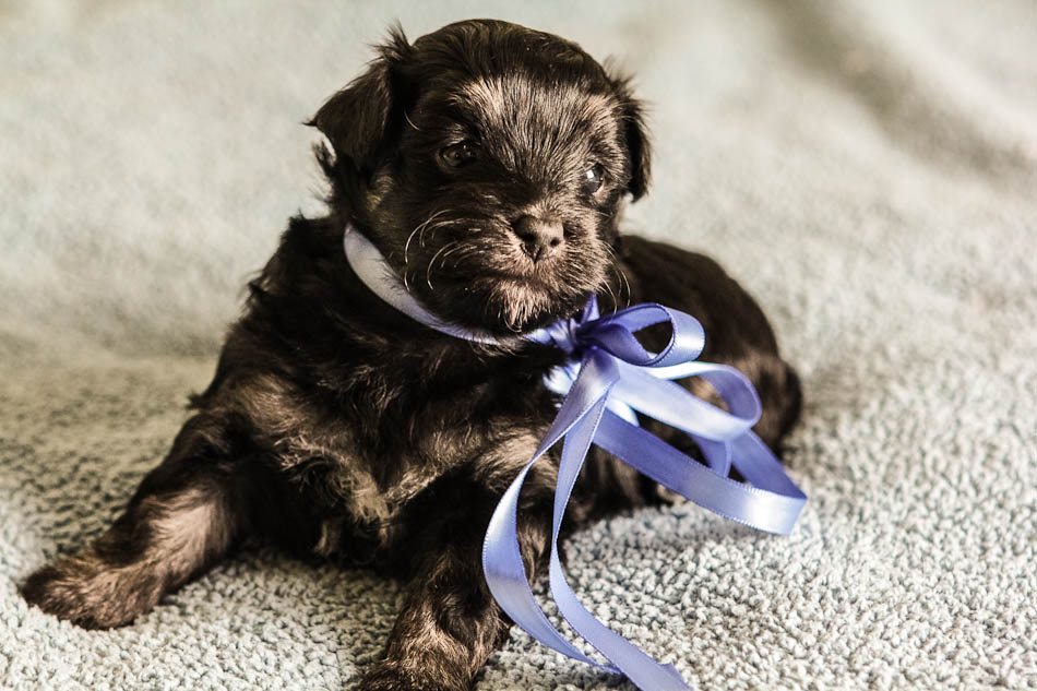 Noble1-havanese-puppy