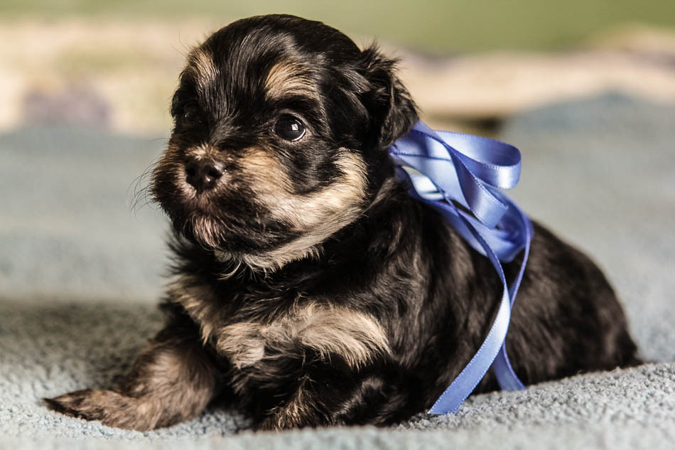 Prince1-Black-and-tan-havanese-puppy