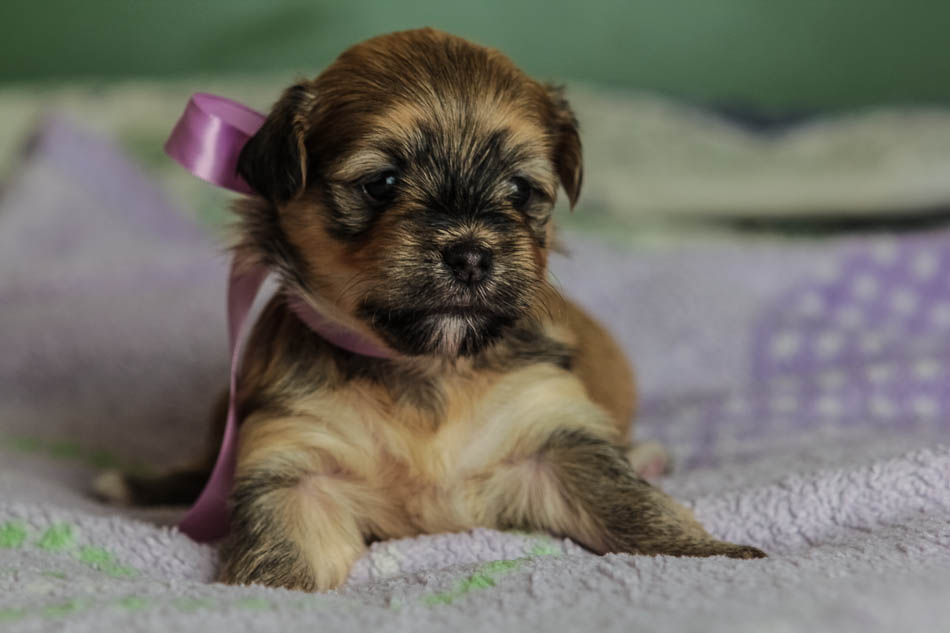 red brindle havanese