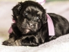 Duchess1-black-and-tan-havanese-puppy