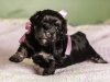 Duchess2-black-n-tan-havanese-puppy