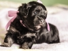 Duchess3-Black-n-Tan-Havanese-Puppy