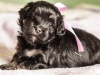 Duchess4-havanese-puppy