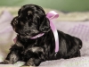 Duchess5-Havanese-Puppy