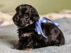 Duke1-havanese-puppy-black-and-tan