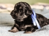 Duke3-havanese-puppy