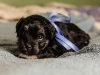 Duke4-havanese-puppies