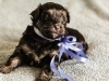 Noble1-havanese-puppy