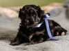 Noble2-havanese-puppy