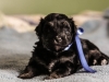 Noble3-black-n-tan-havanese-puppy