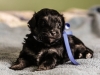 Noble4-havanese-puppy-black-and-tan