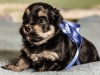 Prince1-Black-and-tan-havanese-puppy