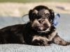 Prince3-havanese-puppy