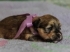 Princess1-Sable-Brindle-Havanese-Puppy