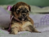 Princess2-sable-brindle-havanese-puppy