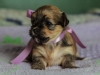 Princess3-havanese-puppy