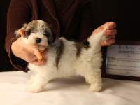 Bullseye-Gold-Sable-Parti-Havanese-Puppy_