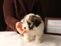 Bullseye-Gold-Sable-Parti-Havanese-Puppy_IMG_3192