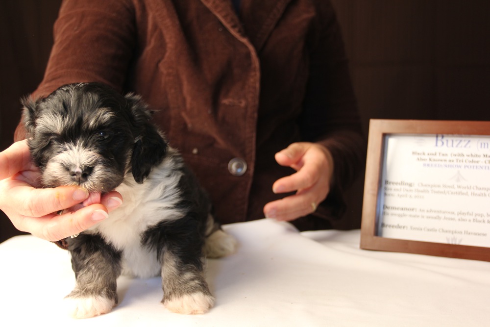 tri color havanese havanese puppies ready september 2017 akc havanese puppies tri color havanese havanese puppies ready september 2017 akc havanese puppies