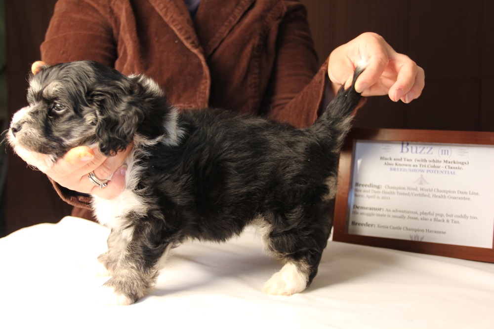 Buzz-Black-and-Tan__Tri-Color-Classic_Havanese_PuppyIMG_3167