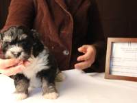 Buzz-Black-and-Tan__Tri-Color-Classic_Havanese_PuppyIMG_3154