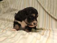Buzz_Black_and_Tan_Pied_Havanese_Puppy_IMG_2837