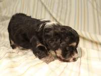 Buzz_Black_and_Tan_Pied_Havanese_Puppy_IMG_2839