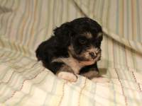 Buzz_Black_and_Tan_Pied_Havanese_Puppy_IMG_2875