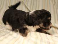 Buzz_Black_and_Tan_Pied_Havanese_Puppy_IMG_2890