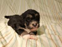 Buzz_Black_and_Tan_Pied_Havanese_Puppy_IMG_2922