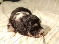 Buzz_Black_and_Tan_Pied_Havanese_Puppy_IMG_2941
