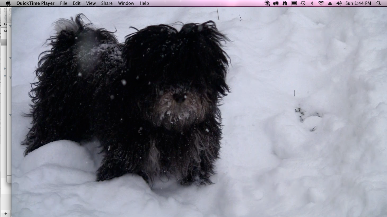 Choco_alert_in_snow_winter_2010