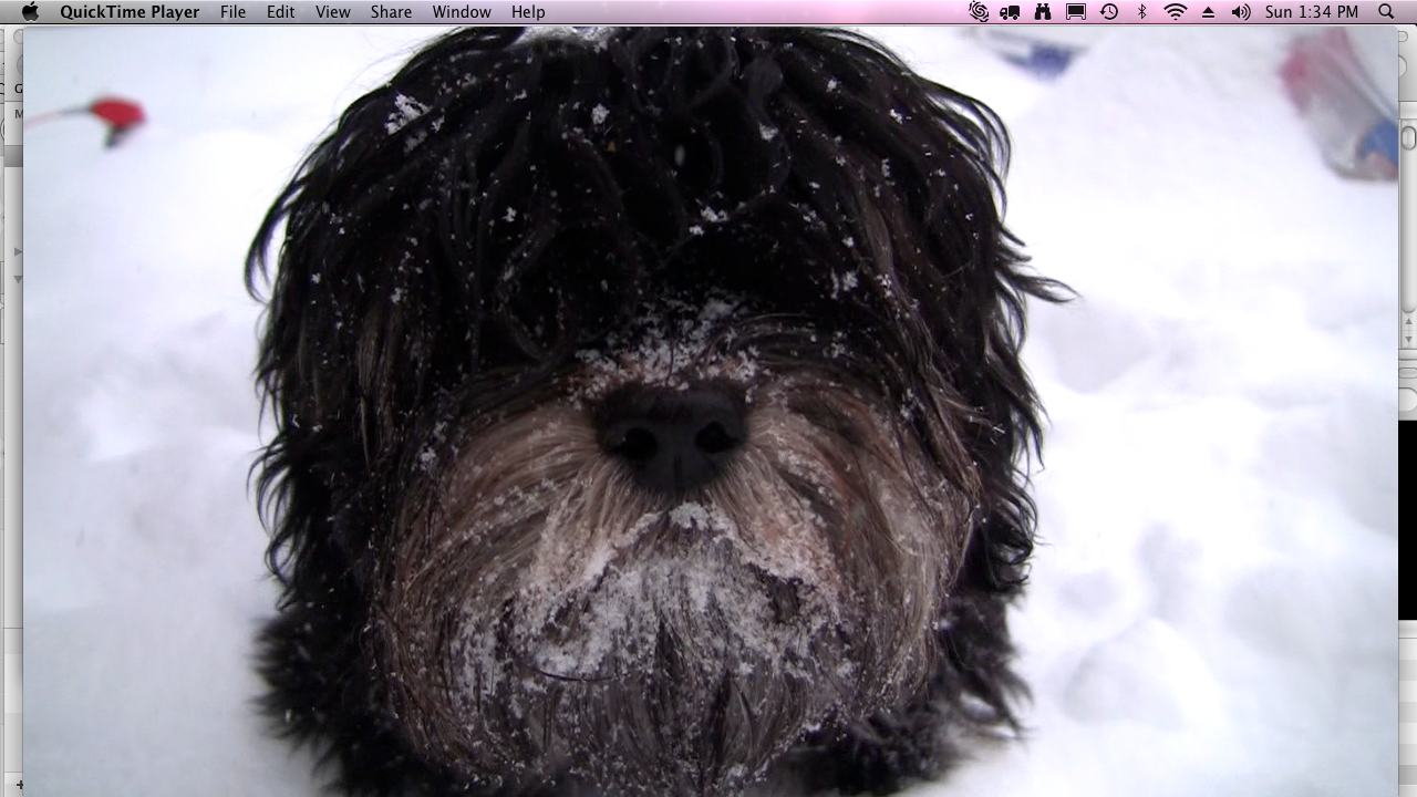 Choco_snowy_beard_winter_2010