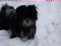 Choco_alert_in_snow_winter_2010