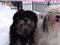 Choco_lady_look_at_camera_winter_2010