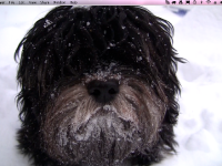 Choco_snowy_beard_winter_2010