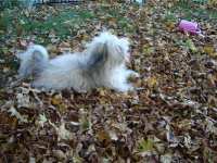 Lady In Leaves