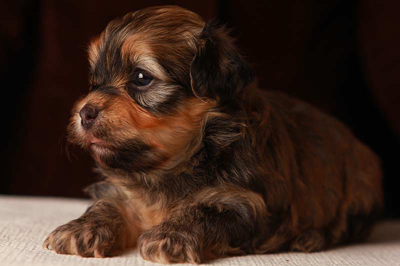 Eleanor-gold-sable-brindle-havanese-puppy-IMG_9354