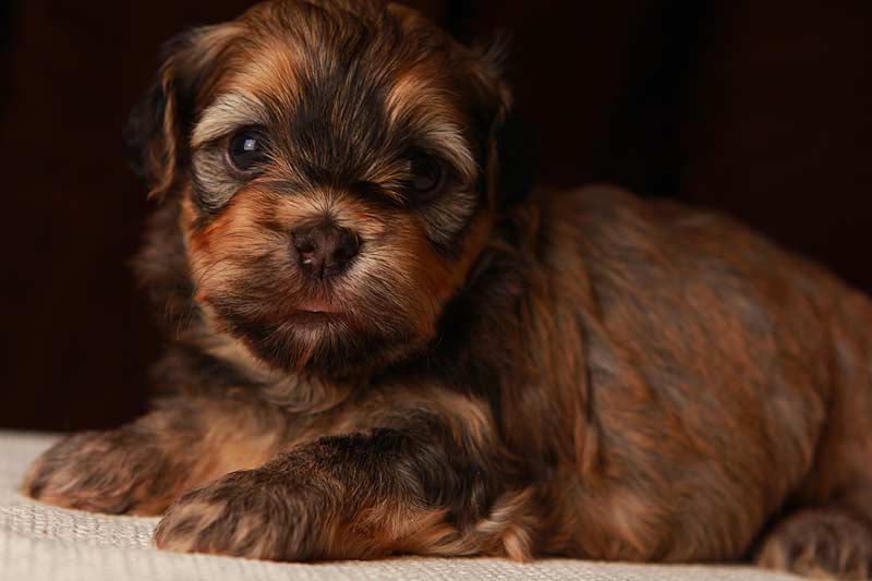 Eleanor-gold-sable-brindle-havanese-puppy-IMG_9362