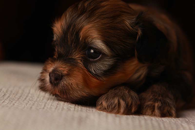 Eleanor-goldsable-brindle-havanese-puppy-IMG_9375