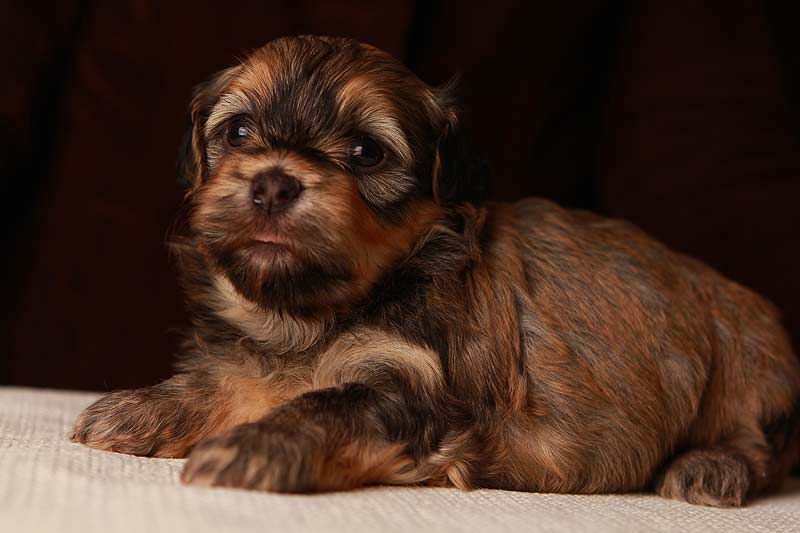 Eleanor-sable-brindle-havanese-puppies-IMG_9372