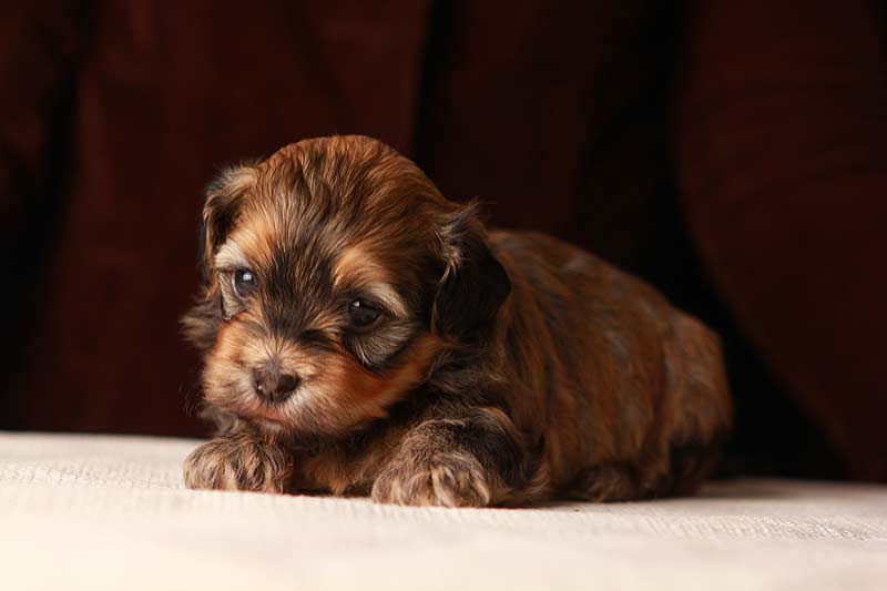 Eleanor-sable-brindle-havanese-puppy-IMG_9352