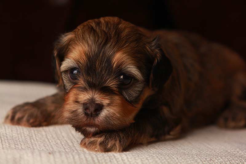 Eleanor-sable-brindle-havanese-puppy-IMG_9396