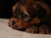 Eleanor-goldsable-brindle-havanese-puppy-IMG_9375