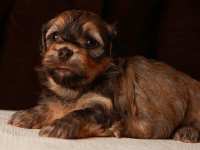 Eleanor-sable-brindle-havanese-puppies-IMG_9372