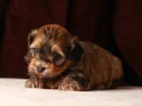 Eleanor-sable-brindle-havanese-puppy-IMG_9352