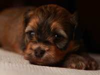 Eleanor-sable-brindle-havanese-puppy-IMG_9389