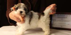 Bullseye-Gold-Sable-Parti-Havanese-Puppy_